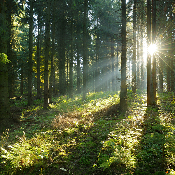 Scatter ashes in the forest